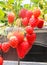 Macro of strawberry hanging farm full of ripe strawberries in st