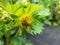 Macro of strawberry plant flower starting to form a small green fruit with blurred background in garden