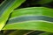 Macro of the striped leaf on a dracaena plant