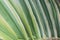 Macro of striped palm leaf surface in different shades and hues of green color all-over print. Botanical backdrop template