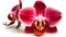 Macro studio shot of red Moth orchid flowers isolated on white background