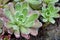 Macro of succulent plants on rocks