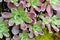 Macro of succulent plants on rocks