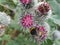 Macro of summer fluffy bumblebee Bombus lucorum on a pink flower of burdock.