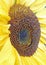 Macro sunflower seed head summer flower