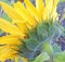 Macro sunflower seed head summer flower