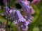 Macro of sunny bluebell flowers on a green background