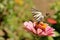 Macro of a Swallowtail Papilionidae butterfly drinking nectar on a pink zinnia elegans flower against blurred natural green backgr