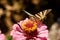 Macro of a Swallowtail Papilionidae butterfly on a zinnia elegans flower against blurred natural background on a bright summer day