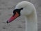 Macro swan head on beach