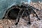 Macro tarantula spider on the ground