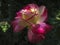 Macro of a tender rose Double Delight. Red petals are covered with raindrops or morning dew