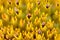 Macro texture core of sun flower, sunflower close-up