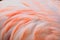 Macro texture of Flamingo bird feathers