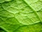macro texture of green bougainvillea leaves