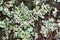 Macro texture of green Lichen on tree bark during summer in Austria, Europe