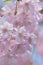 Macro texture of Japanese Pink Weeping Cherry Blossoms