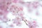 Macro texture of Japanese Pink Weeping Cherry Blossoms