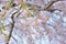 Macro texture of Japanese Pink Weeping Cherry Blossoms