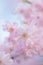 Macro texture of Japanese Pink Weeping Cherry Blossoms