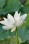 Macro texture of Japanese White Lotus flower