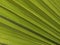 Macro texture - plants - palm fronds