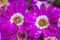 Macro texture of purple Cineraria flower petals with water dews