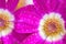 Macro texture of purple Cineraria flower petals with water dews