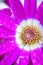 Macro texture of purple Cineraria flower petals with water dews