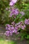 Macro texture view of blooming Chinese lilac flowers