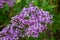 Macro texture view of blooming Chinese lilac flowers