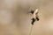 Macro of three ants climbing up on the golden wheat plant