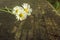 Macro three daisies lying on an old wooden board