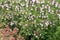 Macro thyme on the stone wall.