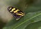 Macro Tiger Longwing Butterfly