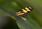 Macro Tiger Longwing Butterfly