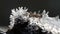 Macro time-lapse of melting hoarfrost particles. Majestic beauty of springtime transformation in wildlife nature. Melting Snow