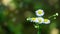 Macro of tiny Annual fleabane white flowers or Erigeron annuus Daisy or Eastern daisy fleabane on dark blurred background.