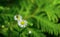 Macro of tiny Annual fleabane white flowers or Erigeron annuus Daisy or Eastern daisy fleabane  with hoverfly