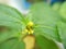 Macro, tiny blossom yellow flowers of weed