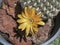 Macro of a Tiny Bright Orange Sulcorebutia Arenacea Cactus Flower