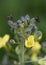 Macro of tiny flies on broccoli buds