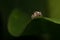 Macro of Tiny Jumping Spider on Curved Green Leaf