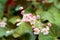 Macro tiny pink flower in garden photograph background