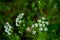 Macro of tiny white cow parsley flowers, selective focus with bokeh background. also known as wild chervil