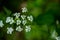 Macro of tiny white cow parsley flowers, selective focus with bokeh background. also known as wild chervil