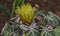 Macro of a Tiny Yellow Cactus Flower Starting to Bloom