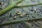 Macro of tomato leaf with insect pest. Insect approach consuming a tomato leaf.