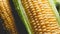 Macro toned photo of wet washed sweet corn ears. Background for healthy food and GMO free products.Diet nutrition and