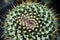 Macro of the top of a Silver Arrow Cactus plant